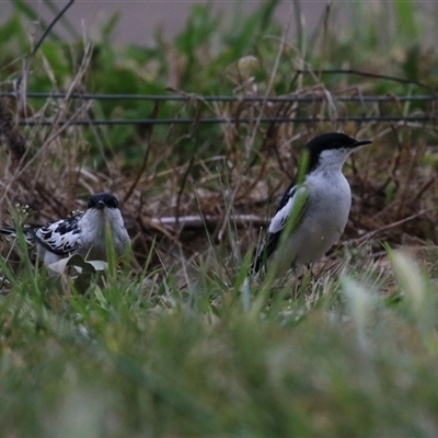 Lalage tricolor (White-winged Triller) at Fyshwick, ACT - 25 Sep 2024 by RodDeb