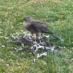 Accipiter cirrocephalus (Collared Sparrowhawk) at O'Connor, ACT - 25 Sep 2024 by Choyster