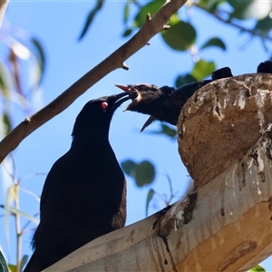 Corcorax melanorhamphos at Deakin, ACT - 16 Sep 2024