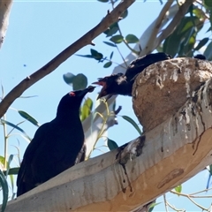 Corcorax melanorhamphos at Deakin, ACT - 16 Sep 2024