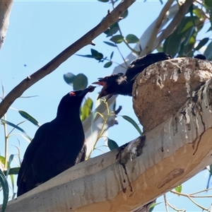 Corcorax melanorhamphos at Deakin, ACT - 16 Sep 2024