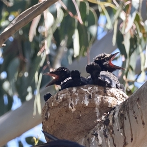 Corcorax melanorhamphos at Deakin, ACT - 16 Sep 2024