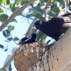 Corcorax melanorhamphos at Deakin, ACT - 16 Sep 2024 12:10 PM