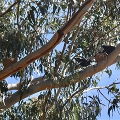 Corcorax melanorhamphos at Deakin, ACT - 16 Sep 2024