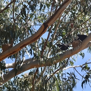 Corcorax melanorhamphos at Deakin, ACT - 16 Sep 2024 12:10 PM