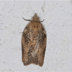 Epiphyas ashworthana (Ashworth's Tortrix) at Melba, ACT - 24 Sep 2024 by kasiaaus