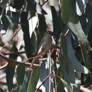 Caligavis chrysops at Hughes, ACT - 16 Sep 2024