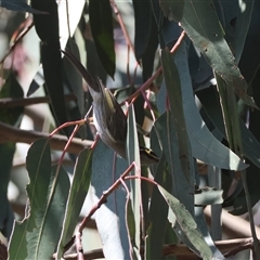 Caligavis chrysops at Hughes, ACT - 16 Sep 2024