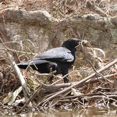 Corcorax melanorhamphos (White-winged Chough) at Mongarlowe, NSW - 25 Sep 2024 by LisaH