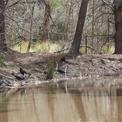 Corcorax melanorhamphos at Mongarlowe, NSW - suppressed