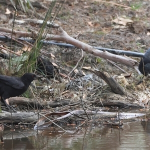 Corcorax melanorhamphos at Mongarlowe, NSW - suppressed