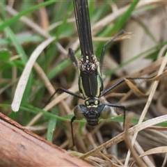 Austroargiolestes sp. (genus) (Flatwing) at Mongarlowe, NSW - 25 Sep 2024 by LisaH