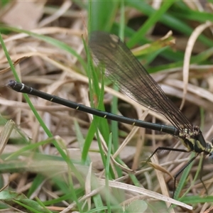 Austroargiolestes sp. (genus) at Mongarlowe, NSW - suppressed