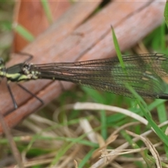 Austroargiolestes sp. (genus) at Mongarlowe, NSW - suppressed