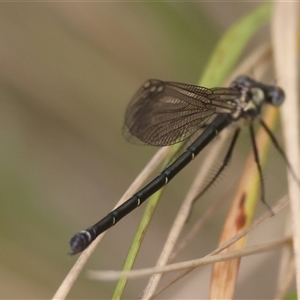 Austroargiolestes sp. (genus) at Mongarlowe, NSW - suppressed