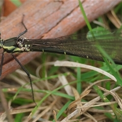 Austroargiolestes sp. (genus) at Mongarlowe, NSW - suppressed