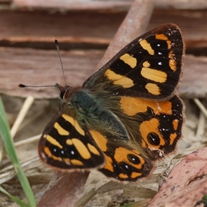 Argynnina cyrila at Mongarlowe, NSW - suppressed