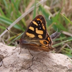 Argynnina cyrila at Mongarlowe, NSW - suppressed