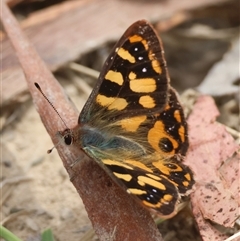 Argynnina cyrila at Mongarlowe, NSW - suppressed