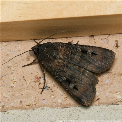 Agrotis infusa (Bogong Moth, Common Cutworm) at Harrison, ACT - 25 Sep 2024 by DPRees125