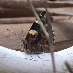 Vanessa itea at Mongarlowe, NSW - 25 Sep 2024