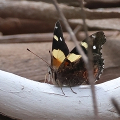 Vanessa itea at Mongarlowe, NSW - 25 Sep 2024