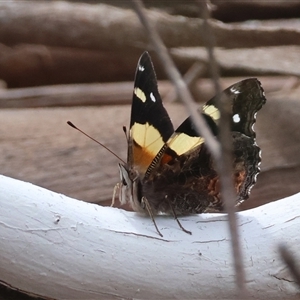 Vanessa itea at Mongarlowe, NSW - 25 Sep 2024