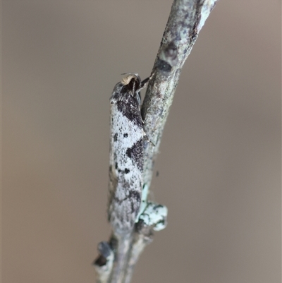 Unidentified Moth (Lepidoptera) at Mongarlowe, NSW - 25 Sep 2024 by LisaH