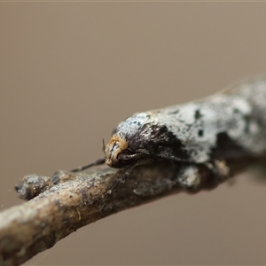 Philobota transversella at suppressed - 25 Sep 2024