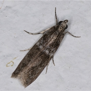 Ephestia elutella at Melba, ACT - 24 Sep 2024