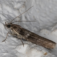 Ephestia elutella at Melba, ACT - 24 Sep 2024