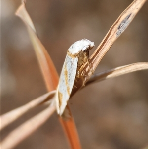 Oxythecta (genus) at Mongarlowe, NSW - 25 Sep 2024