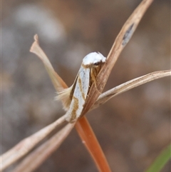 Oxythecta (genus) at Mongarlowe, NSW - suppressed