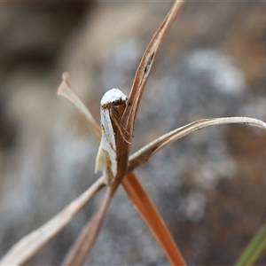 Oxythecta (genus) at Mongarlowe, NSW - suppressed