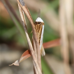 Oxythecta (genus) at Mongarlowe, NSW - suppressed