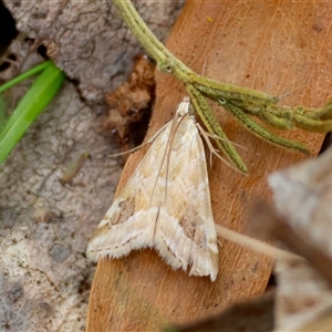 Hellula hydralis at Mongarlowe, NSW - 25 Sep 2024