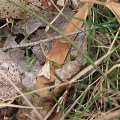 Hellula hydralis at Mongarlowe, NSW - 25 Sep 2024