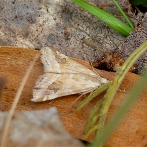 Hellula hydralis at Mongarlowe, NSW - 25 Sep 2024