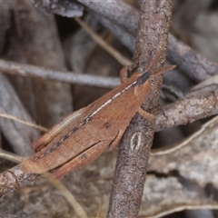 Goniaea sp. (genus) (A gumleaf grasshopper) at Mongarlowe, NSW - 25 Sep 2024 by LisaH