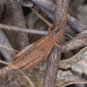 Goniaea sp. (genus) at Mongarlowe, NSW - suppressed