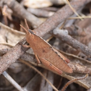 Goniaea sp. (genus) at Mongarlowe, NSW - suppressed