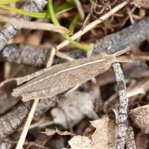 Goniaea australasiae at Mongarlowe, NSW - suppressed