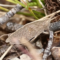 Goniaea australasiae at Mongarlowe, NSW - suppressed