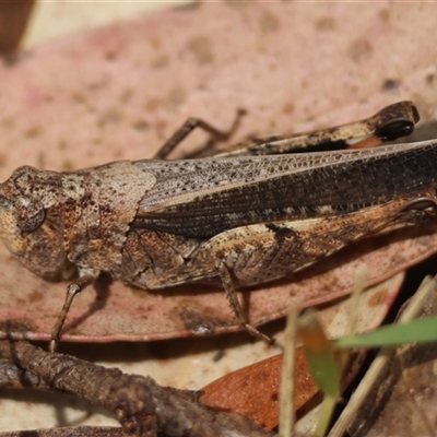 Cirphula pyrrhocnemis (Variable Cirphula) at Mongarlowe, NSW - 25 Sep 2024 by LisaH