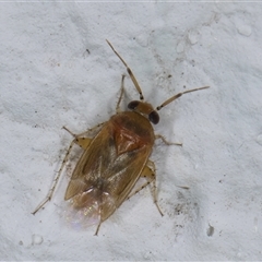 Campylomma sp. (genus) (A mirid bug) at Melba, ACT - 24 Sep 2024 by kasiaaus