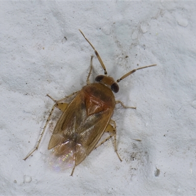 Campylomma sp. (genus) (A mirid bug) at Melba, ACT - 24 Sep 2024 by kasiaaus