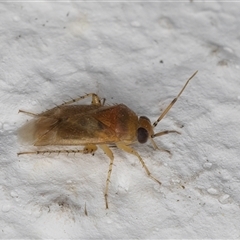 Campylomma sp. (genus) at Melba, ACT - 24 Sep 2024 09:43 PM