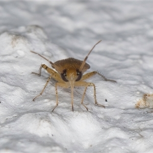 Campylomma sp. (genus) at Melba, ACT - 24 Sep 2024