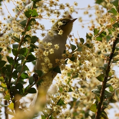 Zosterops lateralis (Silvereye) at Mongarlowe, NSW - 25 Sep 2024 by LisaH