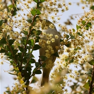 Zosterops lateralis at Mongarlowe, NSW - 25 Sep 2024